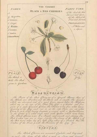 Reproducción/Reproduction 49787527858: Botanicum medicinale :. London :Printed for J. Millan, opposite the Admiralty, Whitehall,[1768?]. 