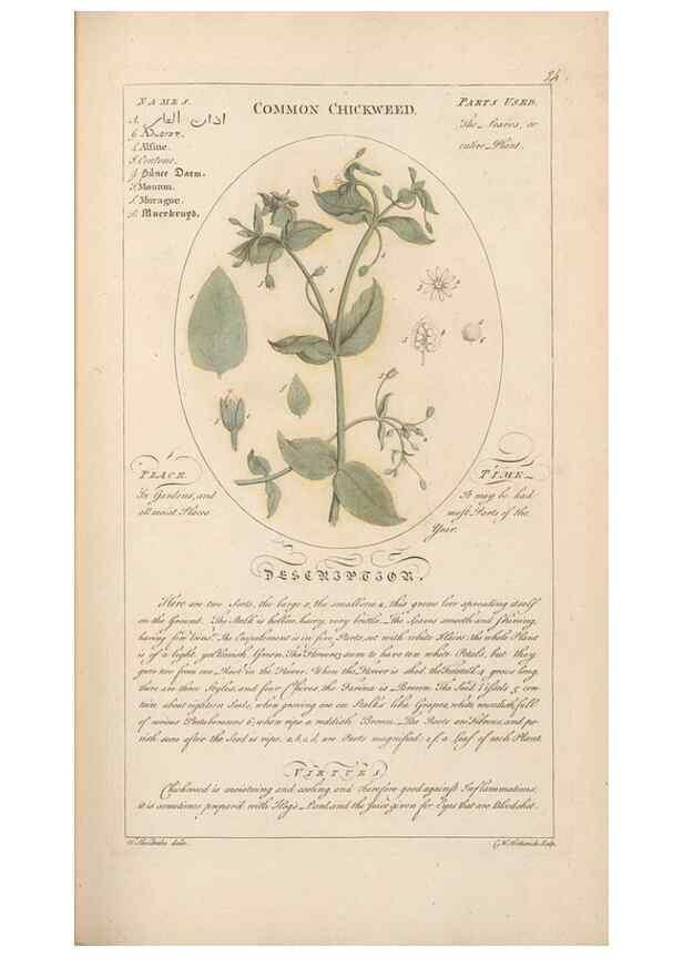 Reproducción/Reproduction 49787528038: Botanicum medicinale :. London :Printed for J. Millan, opposite the Admiralty, Whitehall,[1768?]. 