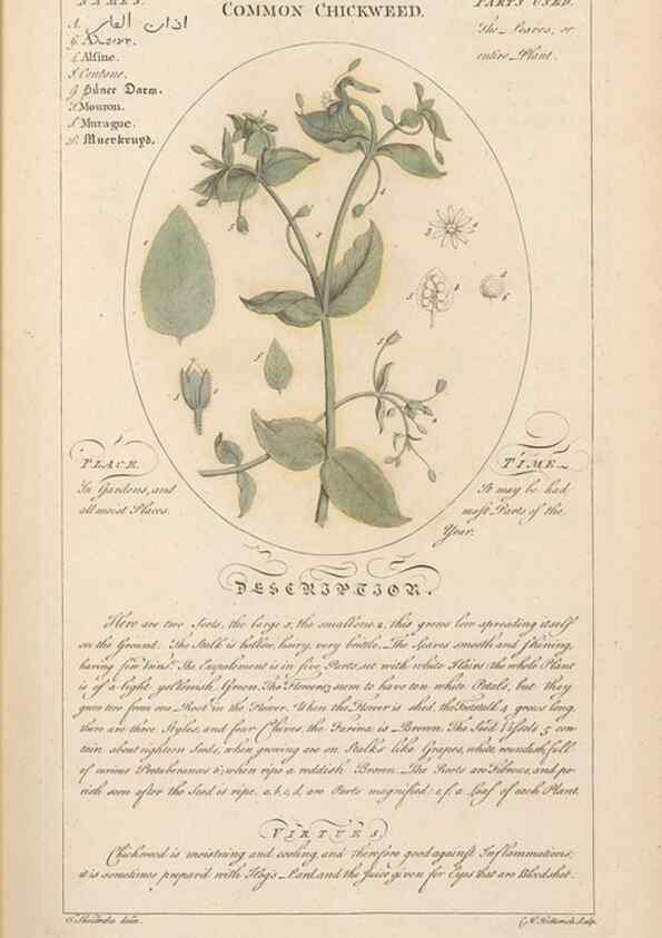 Reproducción/Reproduction 49787528038: Botanicum medicinale :. London :Printed for J. Millan, opposite the Admiralty, Whitehall,[1768?]. 
