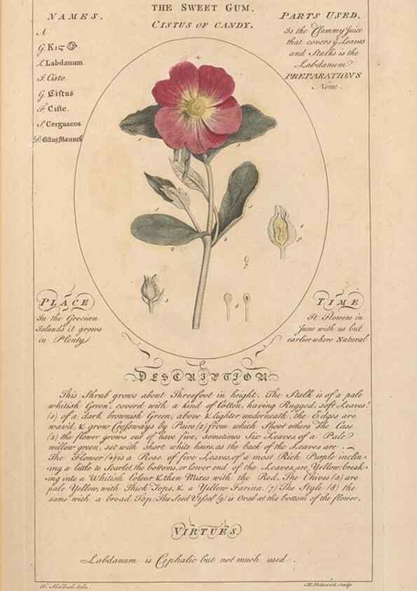 Reproducción/Reproduction 49787528358: Botanicum medicinale :. London :Printed for J. Millan, opposite the Admiralty, Whitehall,[1768?]. 