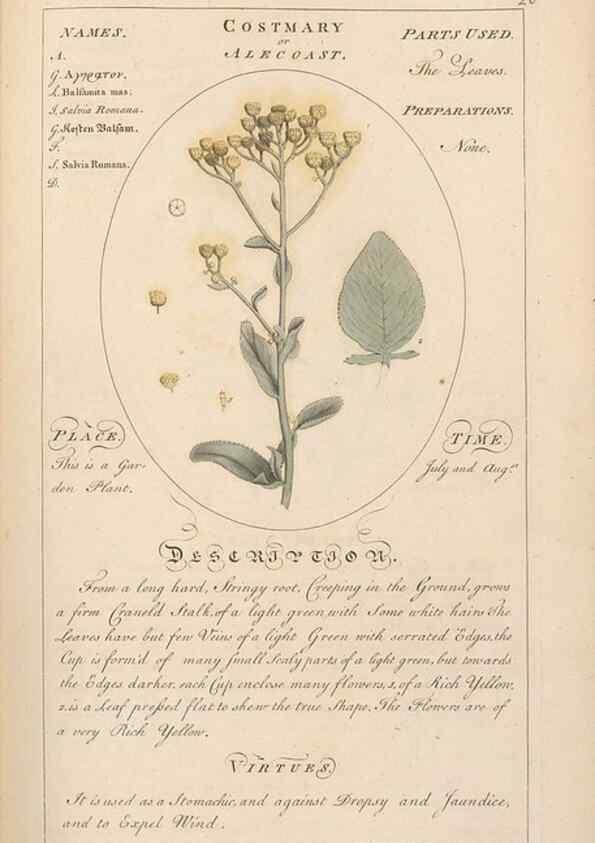 Reproducción/Reproduction 49788068946: Botanicum medicinale :. London :Printed for J. Millan, opposite the Admiralty, Whitehall,[1768?]. 