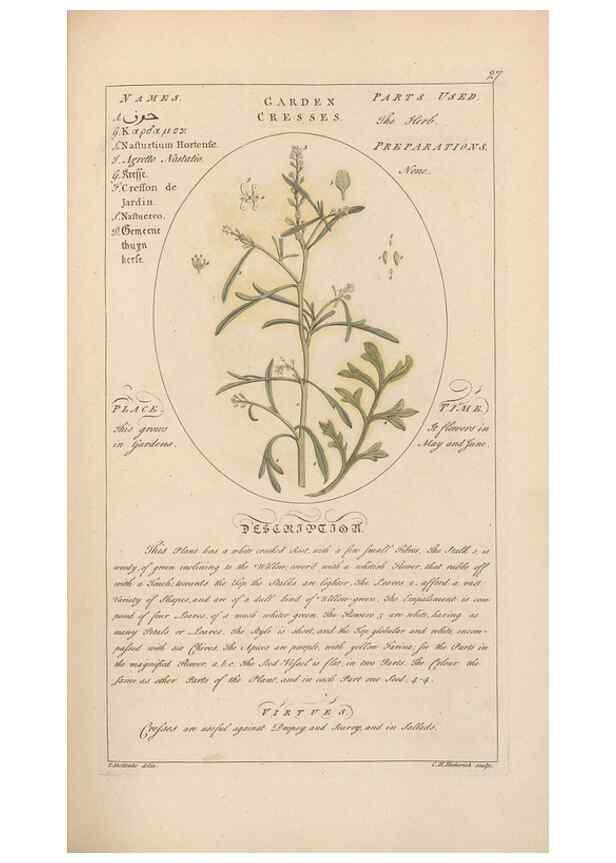 Reproducción/Reproduction 49787528763: Botanicum medicinale :. London :Printed for J. Millan, opposite the Admiralty, Whitehall,[1768?]. 