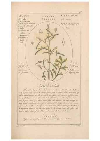 Reproducción/Reproduction 49787528763: Botanicum medicinale :. London :Printed for J. Millan, opposite the Admiralty, Whitehall,[1768?]. 
