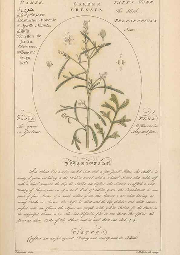 Reproducción/Reproduction 49787528763: Botanicum medicinale :. London :Printed for J. Millan, opposite the Admiralty, Whitehall,[1768?]. 