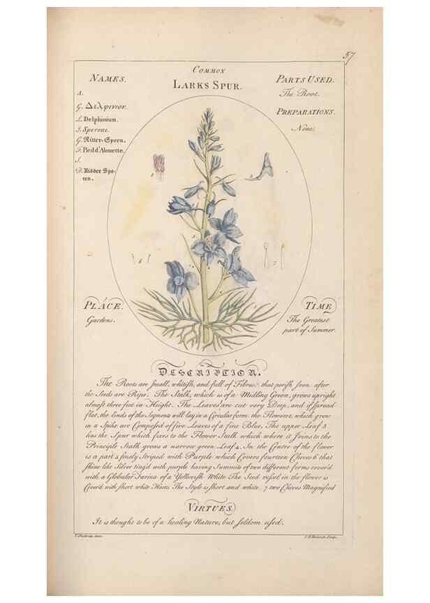 Reproducción/Reproduction 49788075326: Botanicum medicinale :. London :Printed for J. Millan, opposite the Admiralty, Whitehall,[1768?]. 
