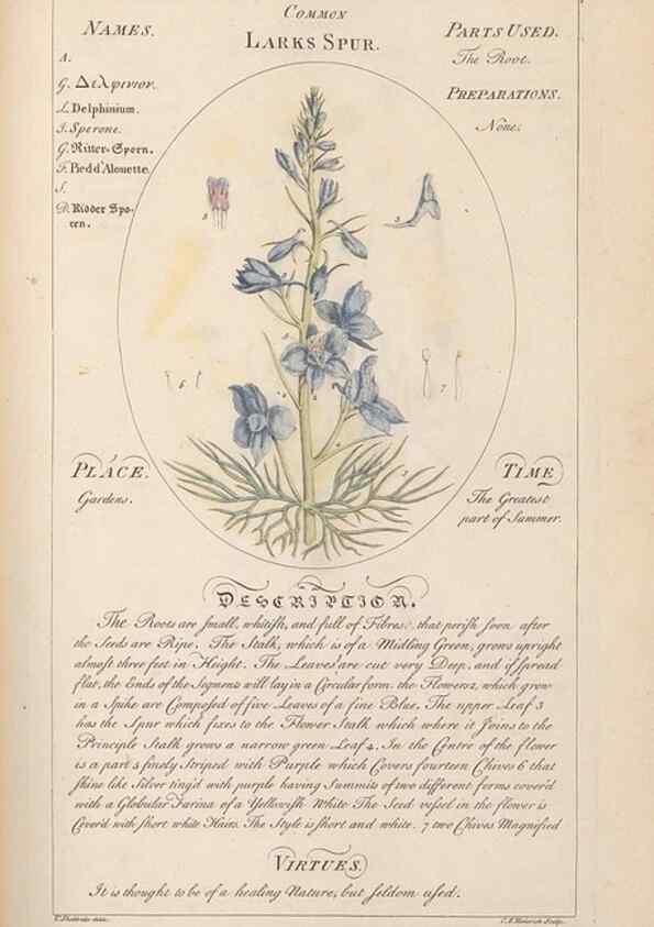 Reproducción/Reproduction 49788075326: Botanicum medicinale :. London :Printed for J. Millan, opposite the Admiralty, Whitehall,[1768?]. 