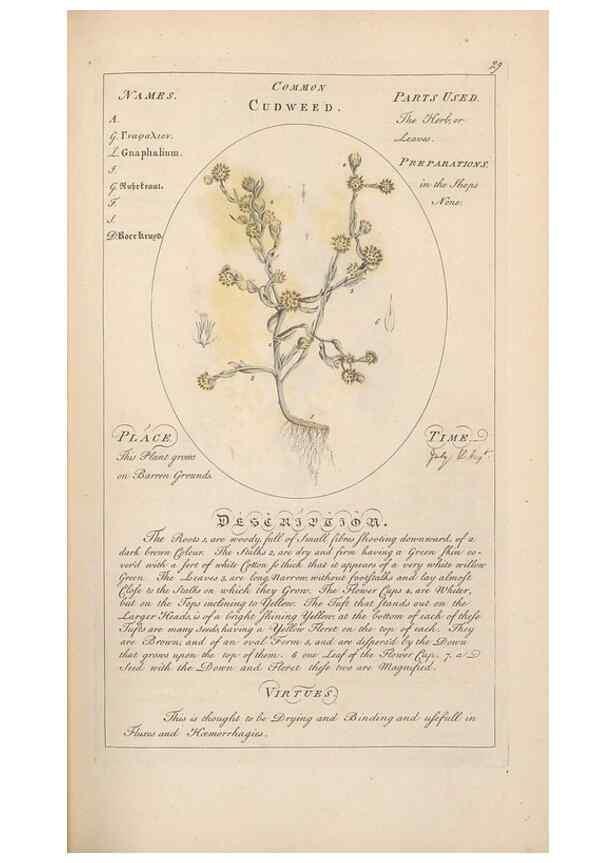 Reproducción/Reproduction 49787529158: Botanicum medicinale :. London :Printed for J. Millan, opposite the Admiralty, Whitehall,[1768?]. 