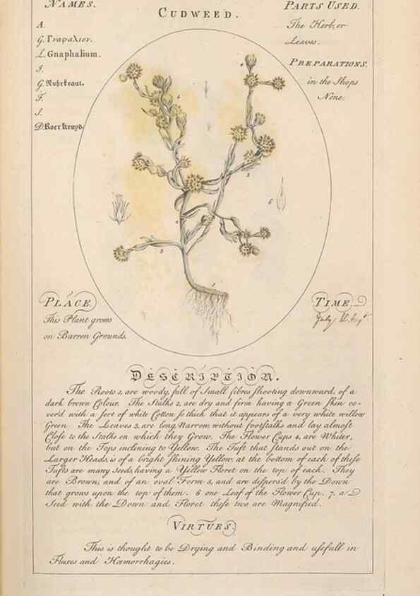 Reproducción/Reproduction 49787529158: Botanicum medicinale :. London :Printed for J. Millan, opposite the Admiralty, Whitehall,[1768?]. 