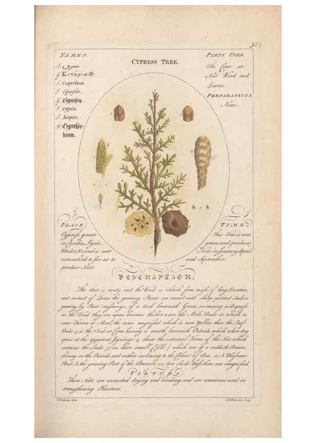 Reproducción/Reproduction 49788390292: Botanicum medicinale :. London :Printed for J. Millan, opposite the Admiralty, Whitehall,[1768?]. 