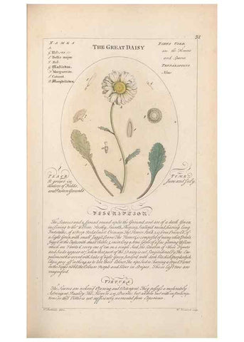 Reproducción/Reproduction 49788390532: Botanicum medicinale :. London :Printed for J. Millan, opposite the Admiralty, Whitehall,[1768?]. 