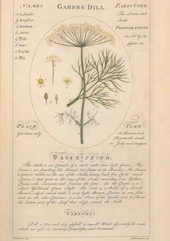 Reproducción/Reproduction 49788070471: Botanicum medicinale :. London :Printed for J. Millan, opposite the Admiralty, Whitehall,[1768?]. 