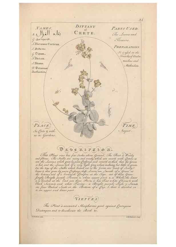 Reproducción/Reproduction 49787530203: Botanicum medicinale :. London :Printed for J. Millan, opposite the Admiralty, Whitehall,[1768?]. 