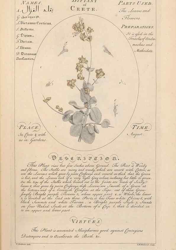 Reproducción/Reproduction 49787530203: Botanicum medicinale :. London :Printed for J. Millan, opposite the Admiralty, Whitehall,[1768?]. 