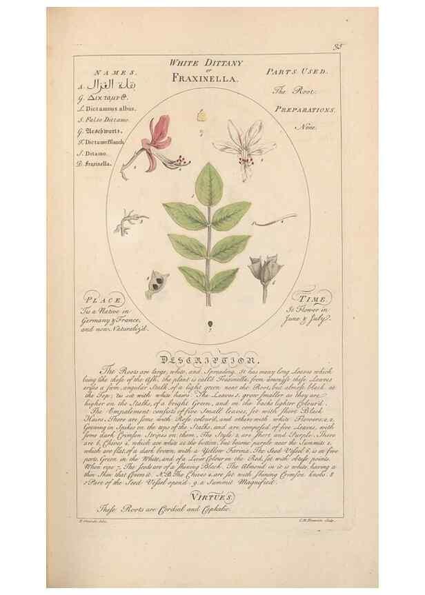 Reproducción/Reproduction 49788391272: Botanicum medicinale :. London :Printed for J. Millan, opposite the Admiralty, Whitehall,[1768?]. 