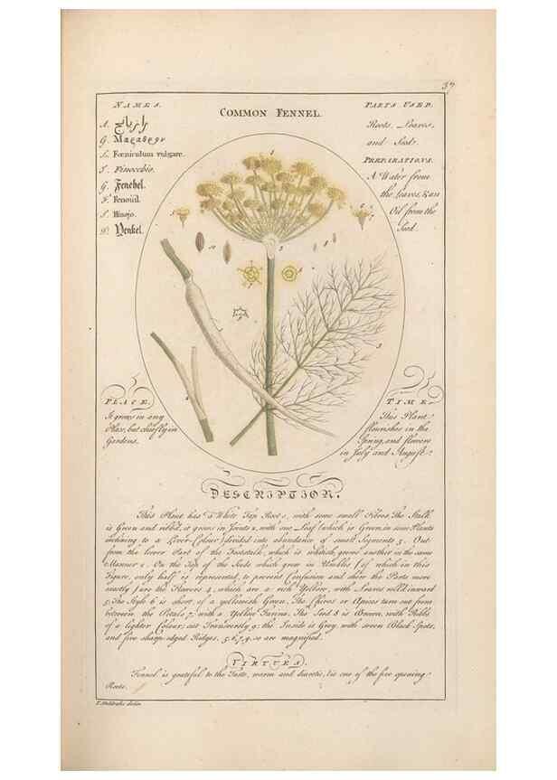 Reproducción/Reproduction 49788391662: Botanicum medicinale :. London :Printed for J. Millan, opposite the Admiralty, Whitehall,[1768?]. 