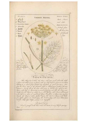 Reproducción/Reproduction 49788391662: Botanicum medicinale :. London :Printed for J. Millan, opposite the Admiralty, Whitehall,[1768?]. 