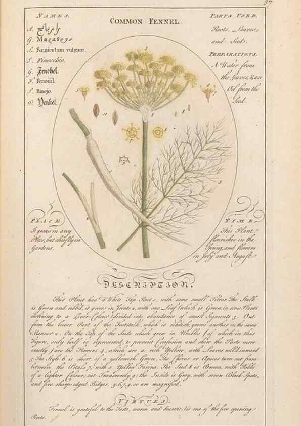 Reproducción/Reproduction 49788391662: Botanicum medicinale :. London :Printed for J. Millan, opposite the Admiralty, Whitehall,[1768?]. 