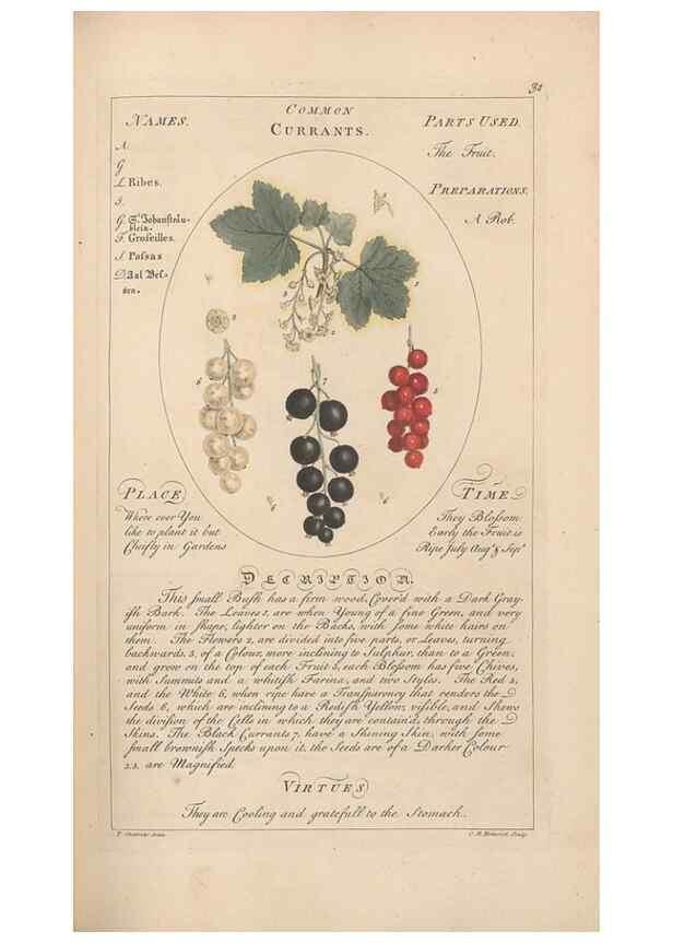 Reproducción/Reproduction 49788390102: Botanicum medicinale :. London :Printed for J. Millan, opposite the Admiralty, Whitehall,[1768?]. 