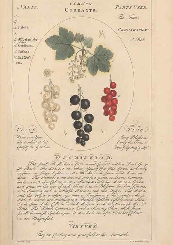 Reproducción/Reproduction 49788390102: Botanicum medicinale :. London :Printed for J. Millan, opposite the Admiralty, Whitehall,[1768?]. 