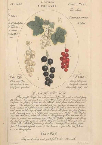 Reproducción/Reproduction 49788390102: Botanicum medicinale :. London :Printed for J. Millan, opposite the Admiralty, Whitehall,[1768?]. 