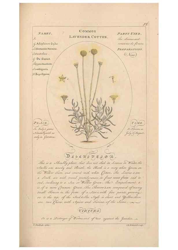 Reproducción/Reproduction 49788075541: Botanicum medicinale :. London :Printed for J. Millan, opposite the Admiralty, Whitehall,[1768?]. 