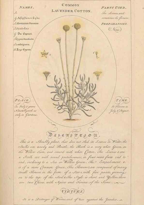 Reproducción/Reproduction 49788075541: Botanicum medicinale :. London :Printed for J. Millan, opposite the Admiralty, Whitehall,[1768?]. 