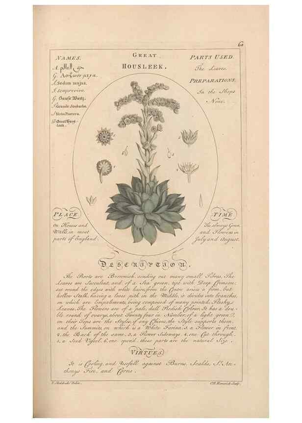 Reproducción/Reproduction 49787535348: Botanicum medicinale :. London :Printed for J. Millan, opposite the Admiralty, Whitehall,[1768?]. 