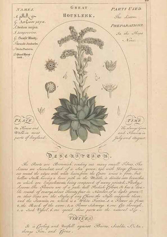 Reproducción/Reproduction 49787535348: Botanicum medicinale :. London :Printed for J. Millan, opposite the Admiralty, Whitehall,[1768?]. 