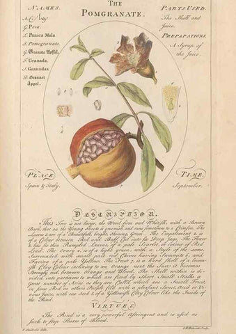 Reproducción/Reproduction 49787539218: Botanicum medicinale :. London :Printed for J. Millan, opposite the Admiralty, Whitehall,[1768?]. 