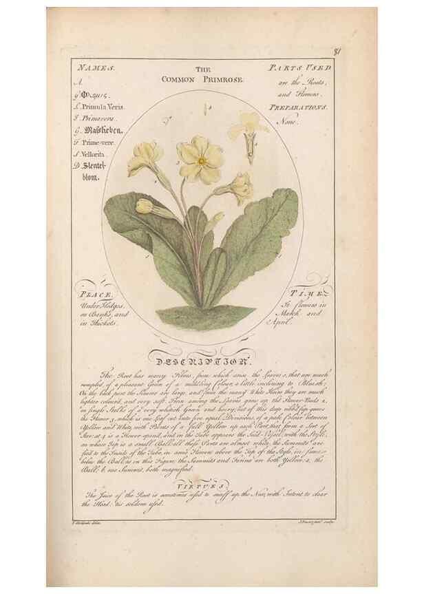 Reproducción/Reproduction 49788080106: Botanicum medicinale :. London :Printed for J. Millan, opposite the Admiralty, Whitehall,[1768?]. 