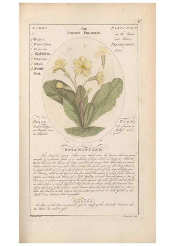 Reproducción/Reproduction 49788080106: Botanicum medicinale :. London :Printed for J. Millan, opposite the Admiralty, Whitehall,[1768?]. 
