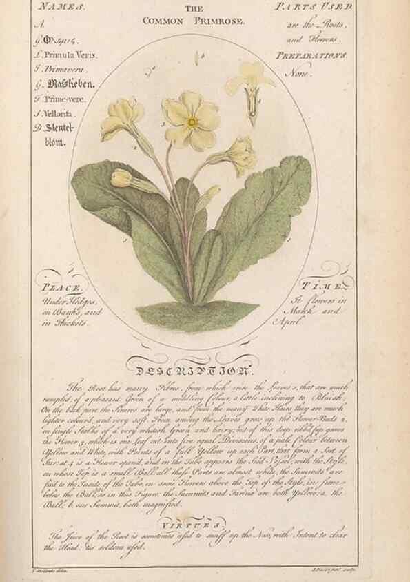 Reproducción/Reproduction 49788080106: Botanicum medicinale :. London :Printed for J. Millan, opposite the Admiralty, Whitehall,[1768?]. 