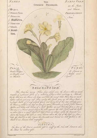 Reproducción/Reproduction 49788080106: Botanicum medicinale :. London :Printed for J. Millan, opposite the Admiralty, Whitehall,[1768?]. 