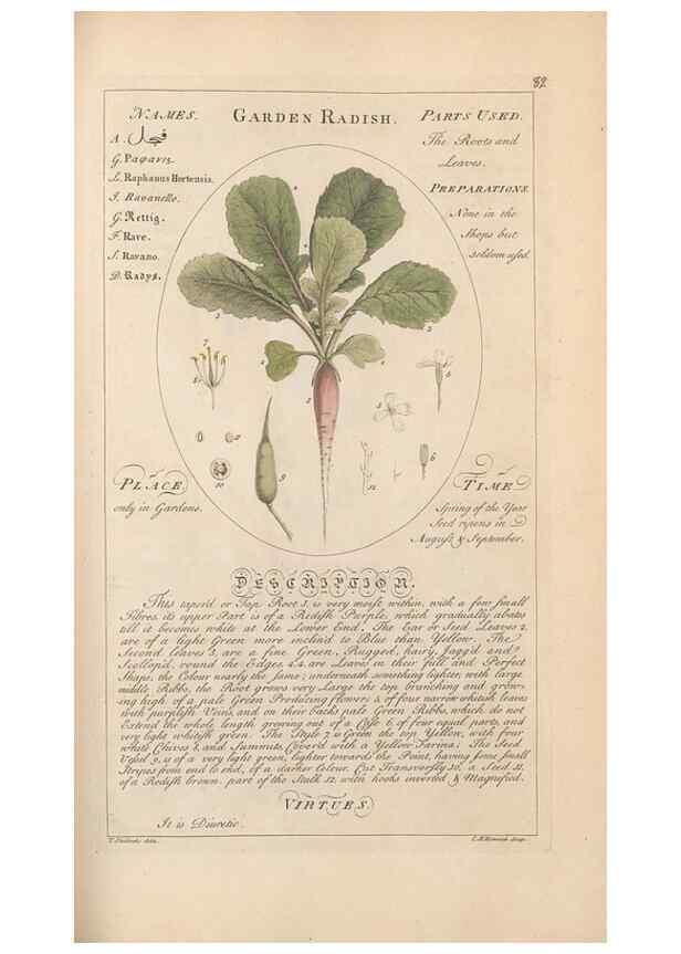 Reproducción/Reproduction 49787539593: Botanicum medicinale :. London :Printed for J. Millan, opposite the Admiralty, Whitehall,[1768?]. 