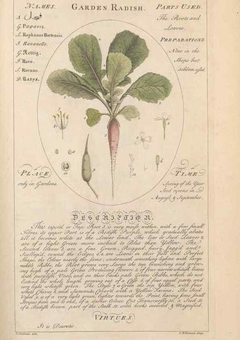 Reproducción/Reproduction 49787539593: Botanicum medicinale :. London :Printed for J. Millan, opposite the Admiralty, Whitehall,[1768?]. 