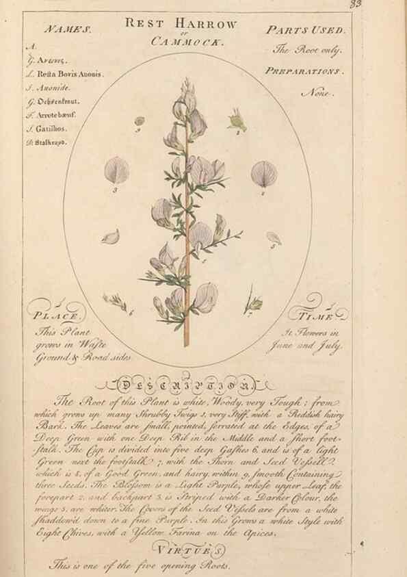 Reproducción/Reproduction 49787539818: Botanicum medicinale :. London :Printed for J. Millan, opposite the Admiralty, Whitehall,[1768?]. 