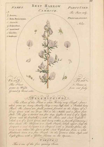 Reproducción/Reproduction 49787539818: Botanicum medicinale :. London :Printed for J. Millan, opposite the Admiralty, Whitehall,[1768?]. 
