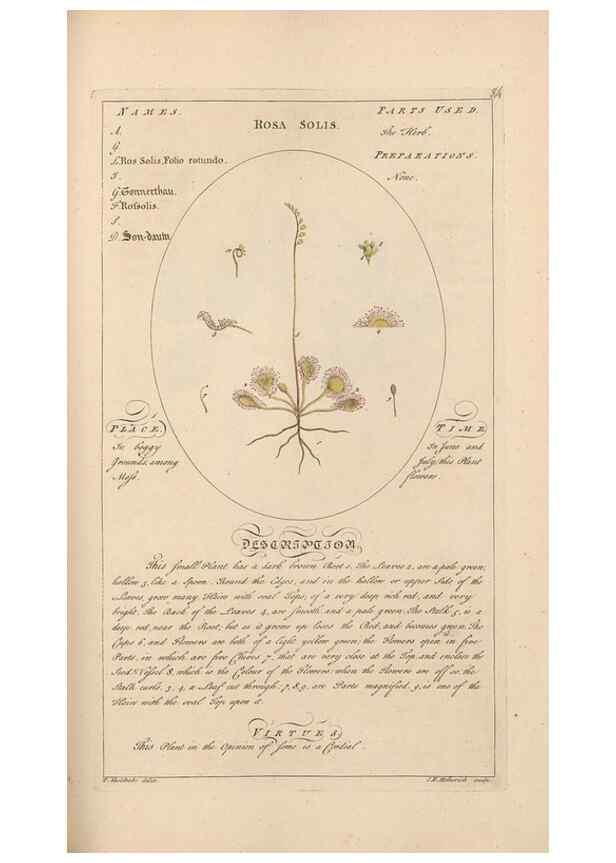 Reproducción/Reproduction 49787540013: Botanicum medicinale :. London :Printed for J. Millan, opposite the Admiralty, Whitehall,[1768?]. 