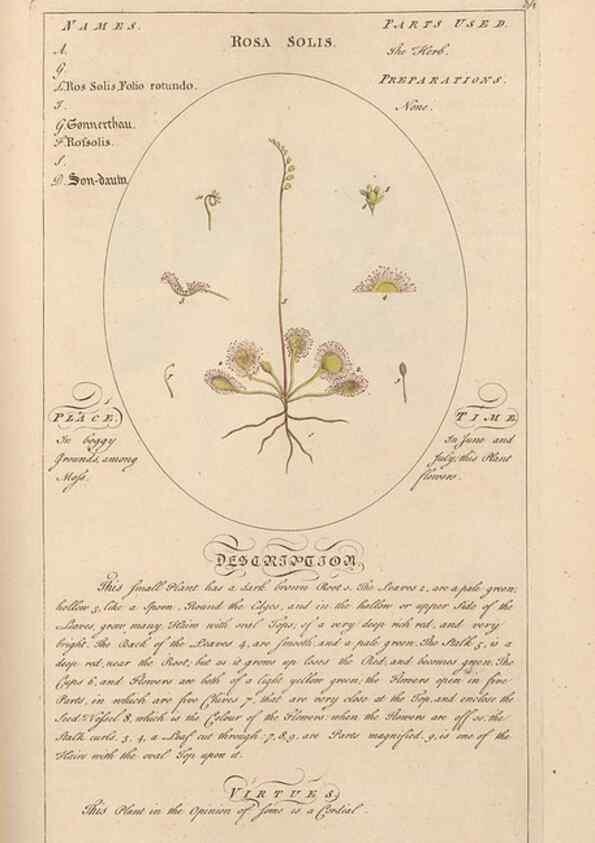 Reproducción/Reproduction 49787540013: Botanicum medicinale :. London :Printed for J. Millan, opposite the Admiralty, Whitehall,[1768?]. 