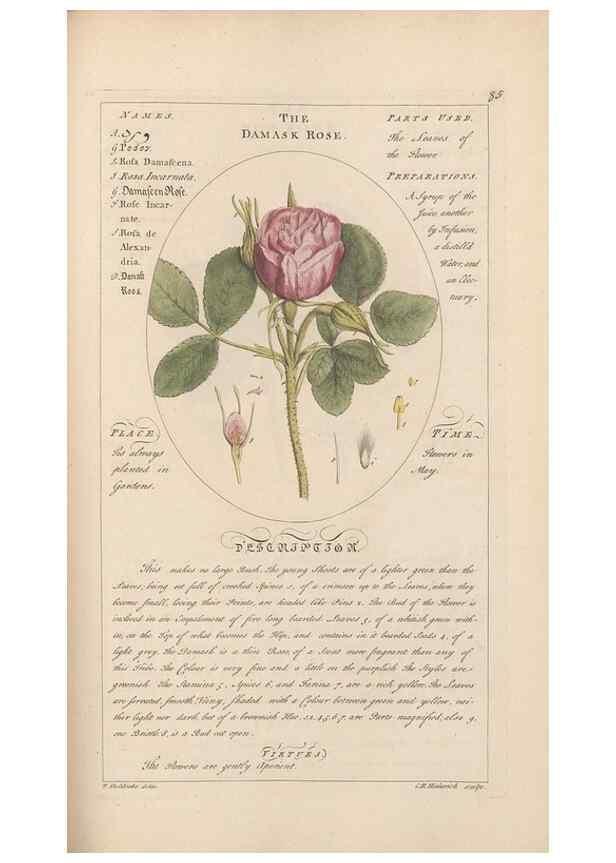 Reproducción/Reproduction 49788080881: Botanicum medicinale :. London :Printed for J. Millan, opposite the Admiralty, Whitehall,[1768?]. 