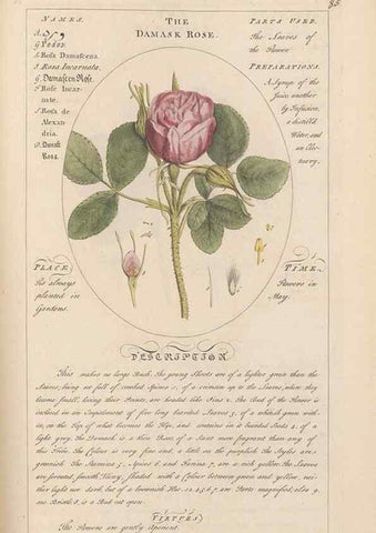 Reproducción/Reproduction 49788080881: Botanicum medicinale :. London :Printed for J. Millan, opposite the Admiralty, Whitehall,[1768?]. 