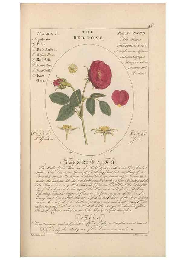 Reproducción/Reproduction 49788401167: Botanicum medicinale :. London :Printed for J. Millan, opposite the Admiralty, Whitehall,[1768?]. 