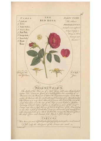 Reproducción/Reproduction 49788401167: Botanicum medicinale :. London :Printed for J. Millan, opposite the Admiralty, Whitehall,[1768?]. 