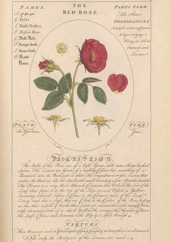Reproducción/Reproduction 49788401167: Botanicum medicinale :. London :Printed for J. Millan, opposite the Admiralty, Whitehall,[1768?]. 