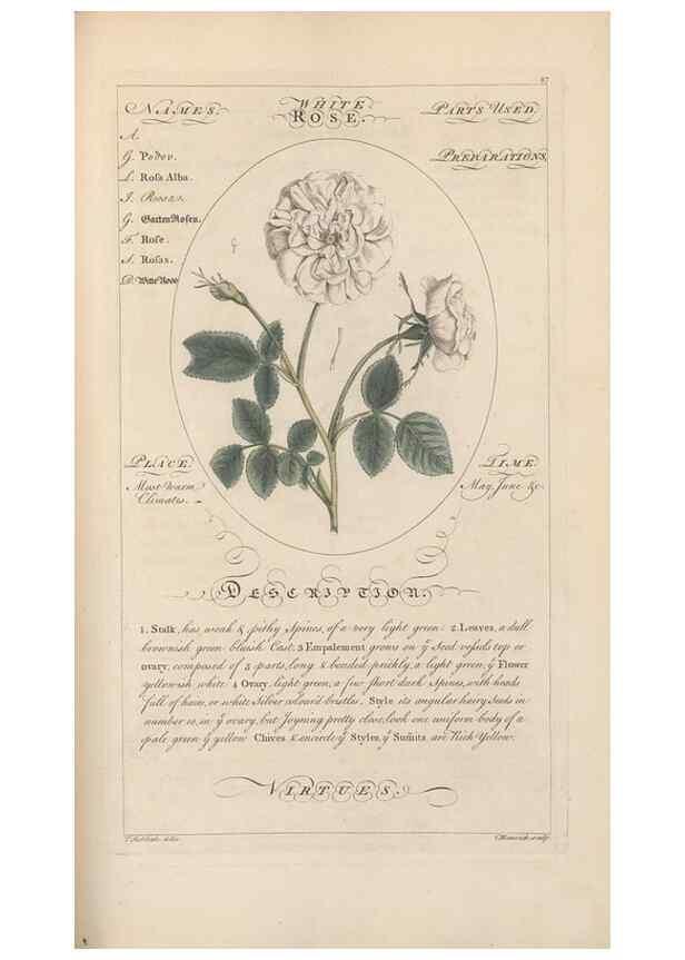 Reproducción/Reproduction 49788401347: Botanicum medicinale :. London :Printed for J. Millan, opposite the Admiralty, Whitehall,[1768?]. 