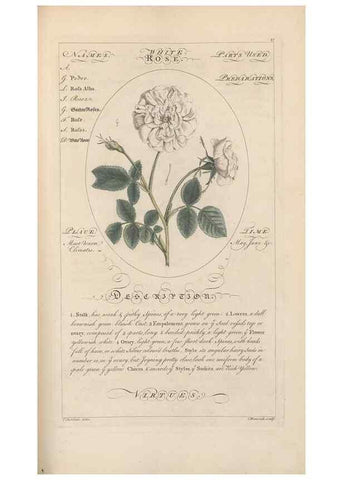 Reproducción/Reproduction 49788401347: Botanicum medicinale :. London :Printed for J. Millan, opposite the Admiralty, Whitehall,[1768?]. 