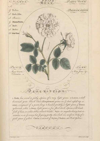 Reproducción/Reproduction 49788401347: Botanicum medicinale :. London :Printed for J. Millan, opposite the Admiralty, Whitehall,[1768?]. 
