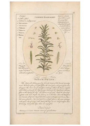 Reproducción/Reproduction 49788401592: Botanicum medicinale :. London :Printed for J. Millan, opposite the Admiralty, Whitehall,[1768?]. 