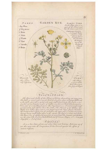 Reproducción/Reproduction 49788081721: Botanicum medicinale :. London :Printed for J. Millan, opposite the Admiralty, Whitehall,[1768?]. 