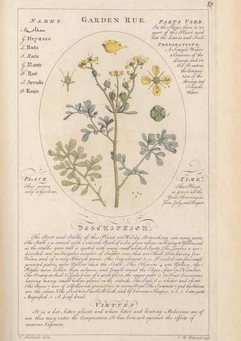 Reproducción/Reproduction 49788081721: Botanicum medicinale :. London :Printed for J. Millan, opposite the Admiralty, Whitehall,[1768?]. 